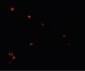 NDUFB9 Antibody (C-Terminus)